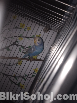 বাজারিগার